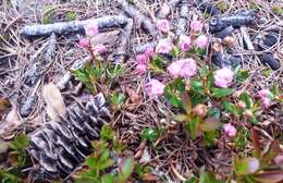 Image of alpine laurel