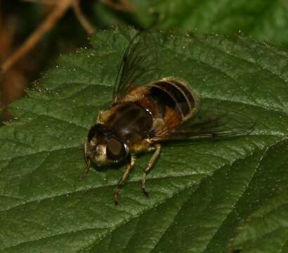 Image of Syrphid fly