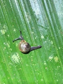 Ovachlamys Habe 1946 resmi