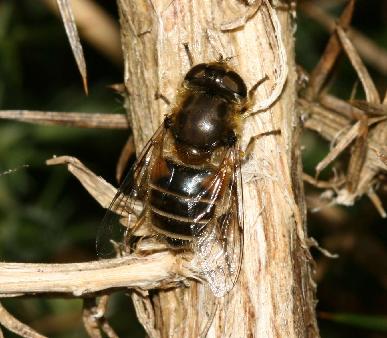 Image of Syrphid fly