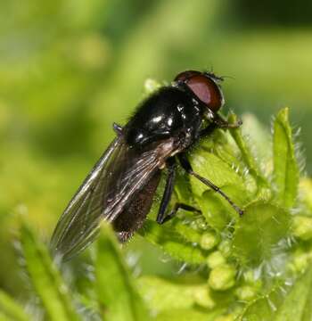 Image of <i>Cheilosia albitarsis</i>