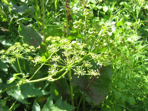 Слика од Heracleum sphondylium subsp. sibiricum (L.) Simonk.