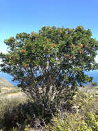 Heteromeles arbutifolia var. macrocarpa (Munz) Munz的圖片