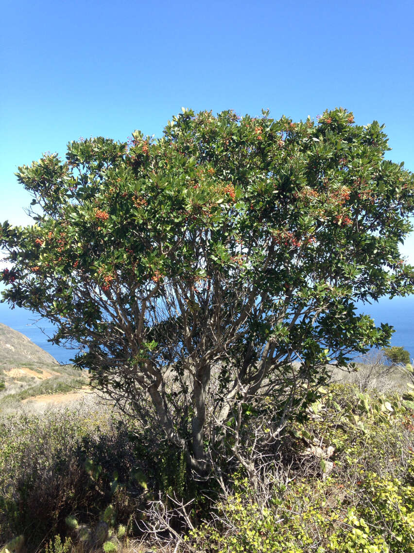 Heteromeles arbutifolia var. macrocarpa (Munz) Munz的圖片