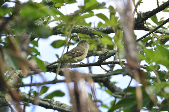 Image of Olivaceous Elaenia