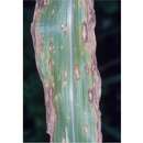 Image of Southern corn leaf blight
