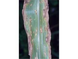 Image of Southern corn leaf blight