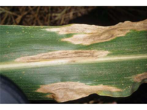 Image of Southern corn leaf blight