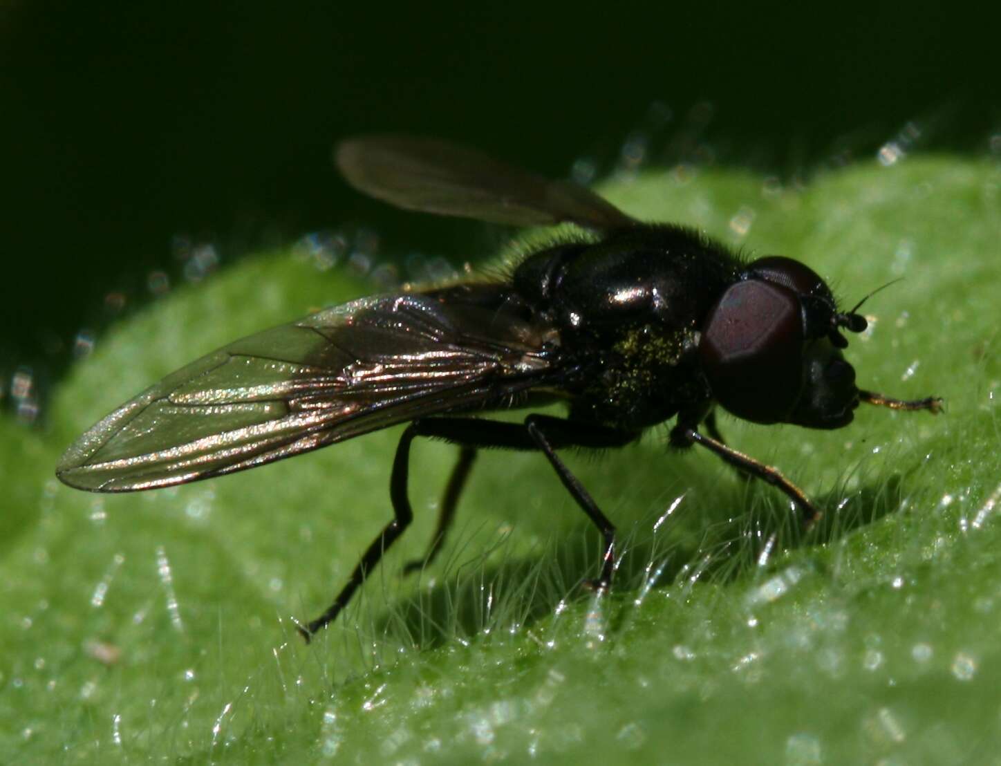 Image of Cheilosia vicina (Zetterstedt 1849)