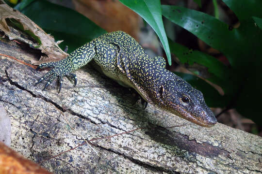 Image of Hakoi Monitor