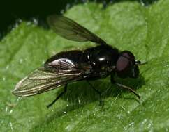 Image of Cheilosia vicina (Zetterstedt 1849)