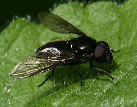 Image of Cheilosia vicina (Zetterstedt 1849)