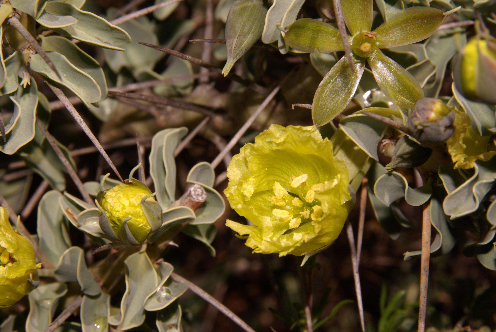 Image of Monsonia lheritieri (Sw.) Steud.