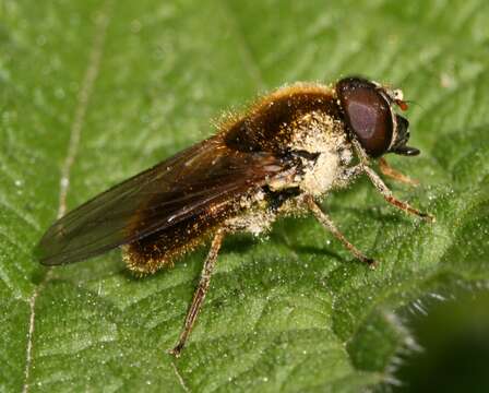 Image of Cheilosia albipila Meigen 1838