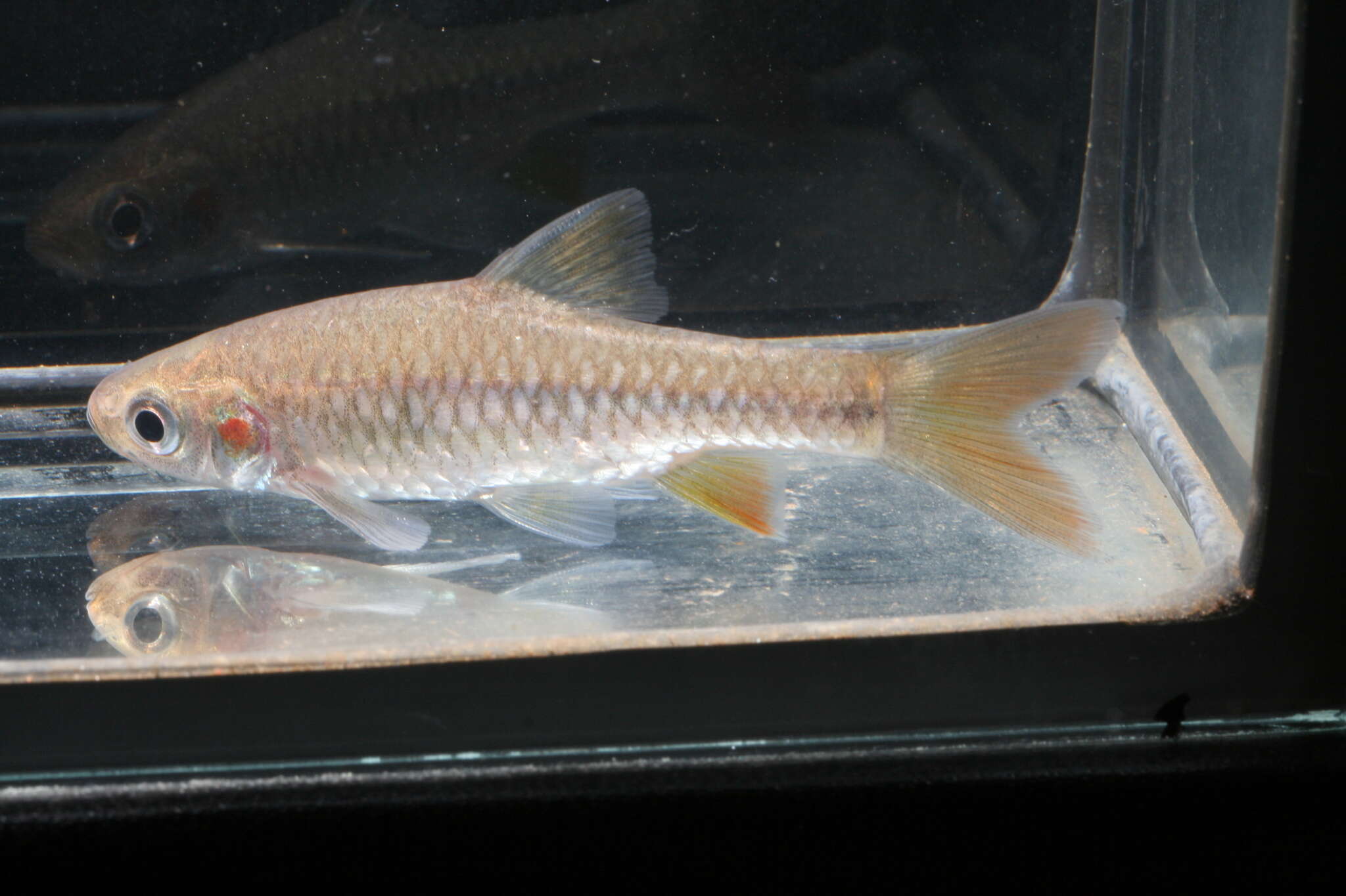 Image of Kersten&#39;s barb