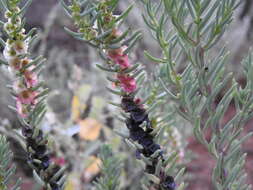 Image of Three-wing Bluebush