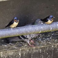 Image of Hirundo Linnaeus 1758