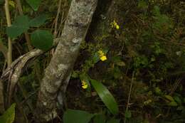 Imagem de Oncidium bryolophotum Rchb. fil.