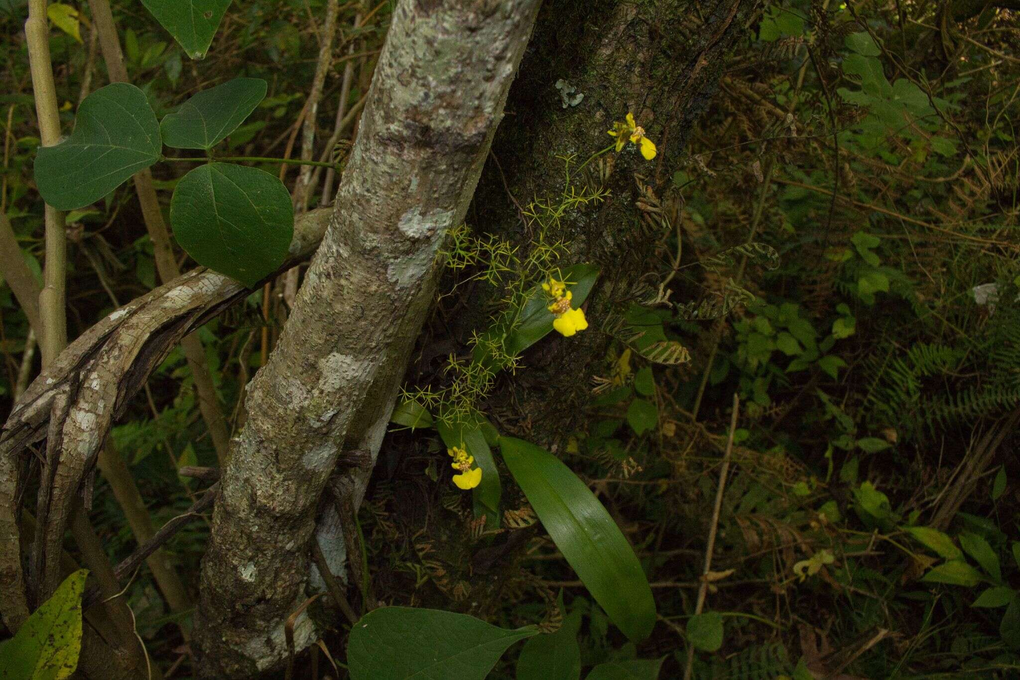 Imagem de Oncidium bryolophotum Rchb. fil.