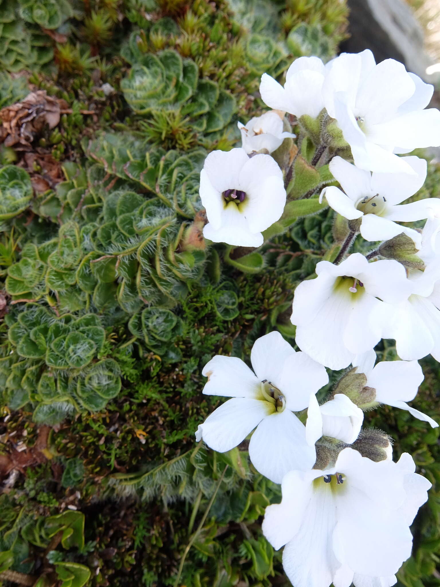 Image of Ourisia glandulosa Hook. fil.