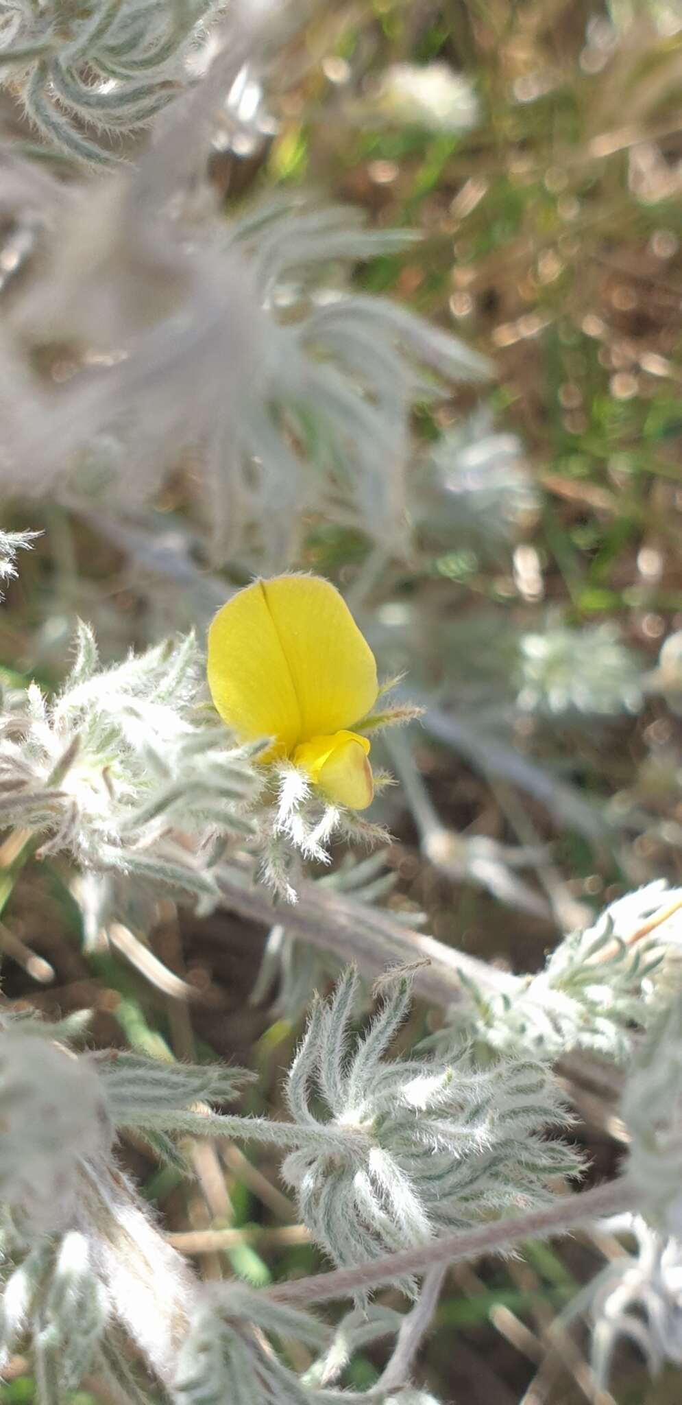 Image of Aspalathus longipes Harv.