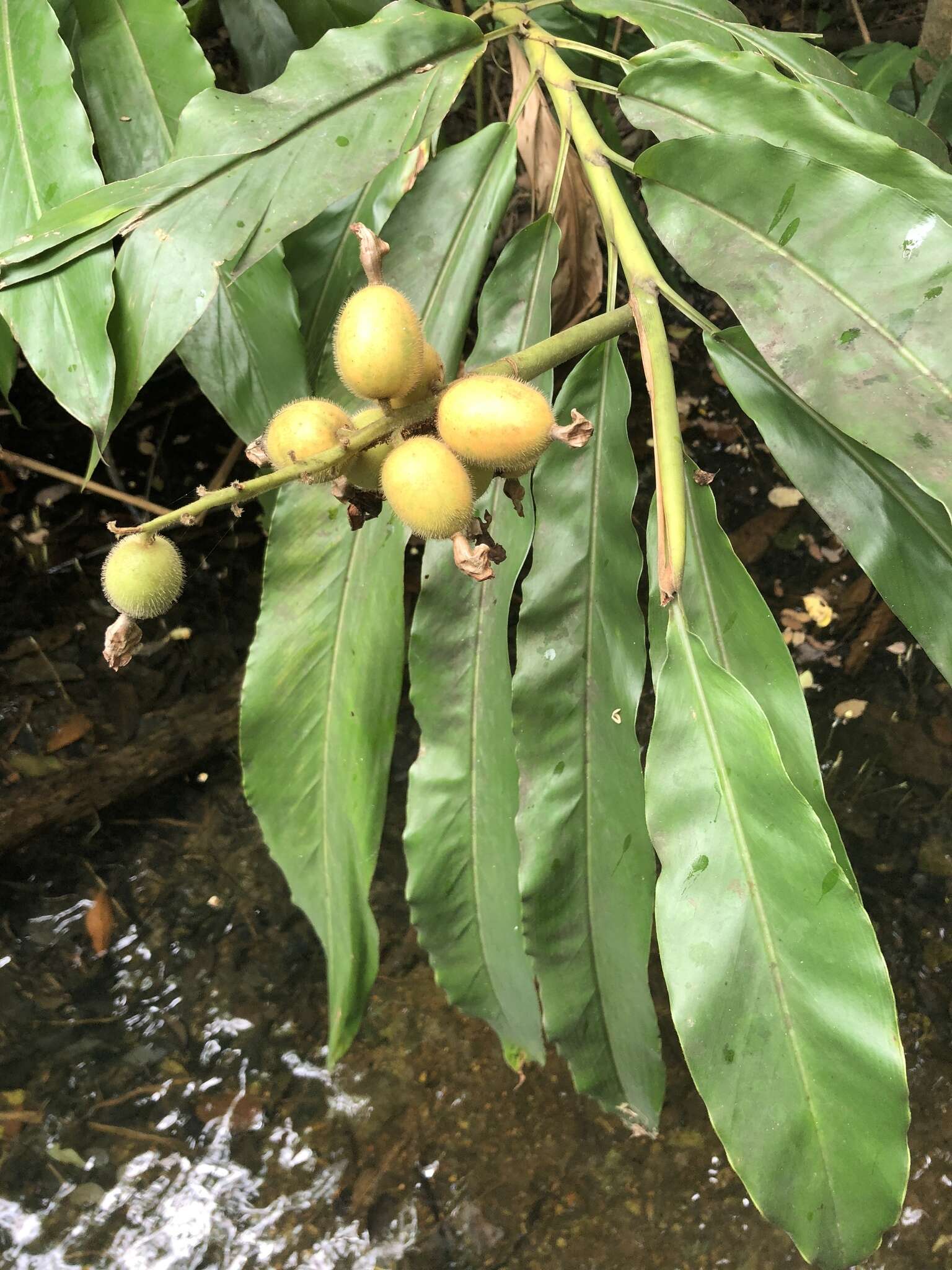 Image of Alpinia hainanensis K. Schum.