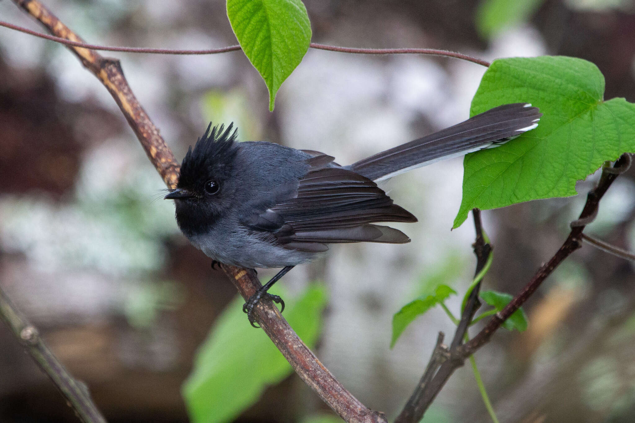 Image of White-tailed Crested Flycatcher