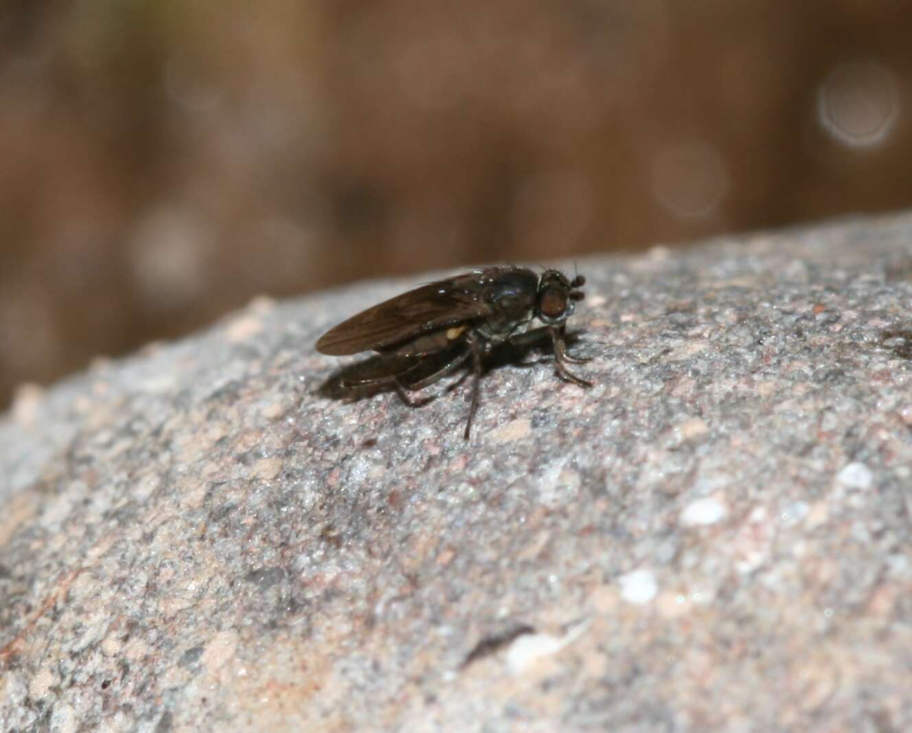 Image of lesser dung flies