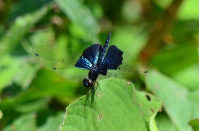 Image of Rhyothemis triangularis Kirby 1889