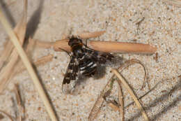 Image of Mottled bee-fly