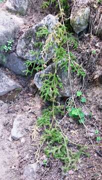 Image of Stag's-horn Clubmoss