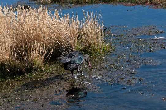 Image of Puna Ibis