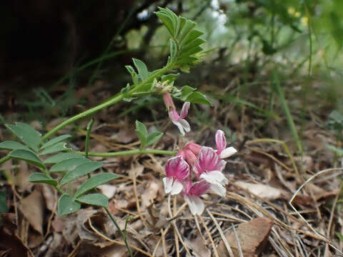 Image of <i>Hosackia stipularis</i> var. <i>ottleyi</i>