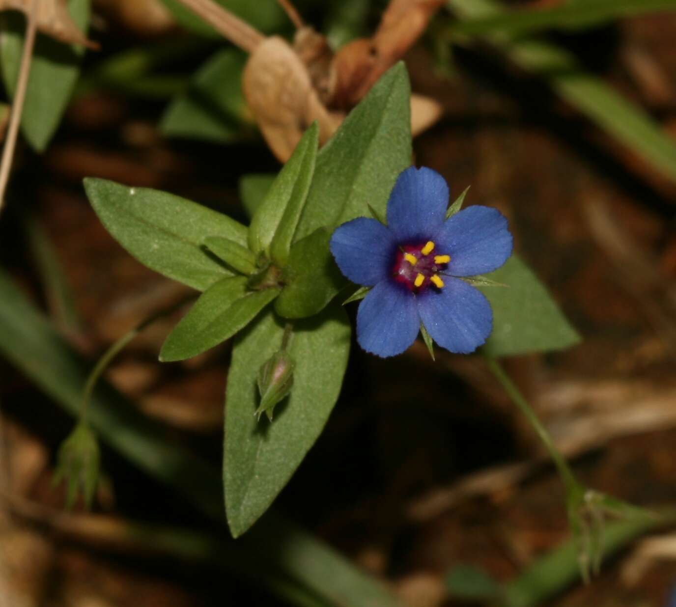 Imagem de Lysimachia foemina (Mill.) U. Manns & Anderb.