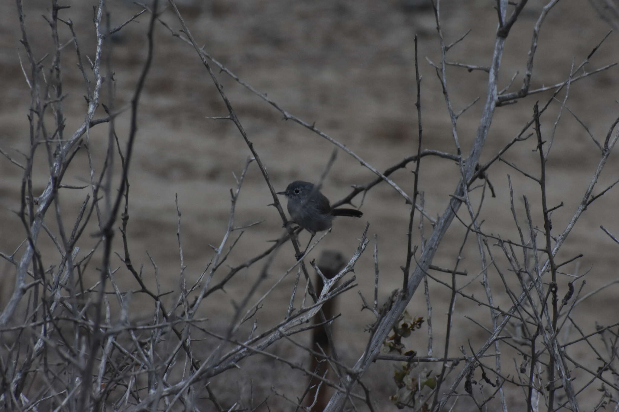 Image of Coastal California gnatcatcher