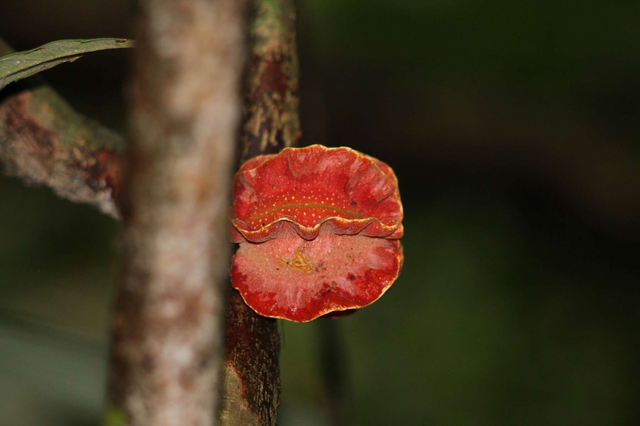 Imagem de Carpotroche platyptera Pittier