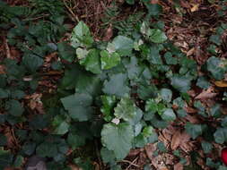 Imagem de Pericallis appendiculata (L. fil.) B. Nord.