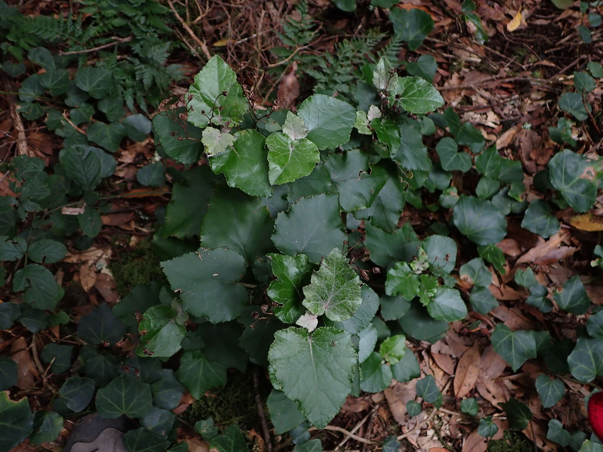 Image de Pericallis appendiculata (L. fil.) B. Nord.