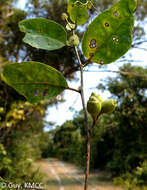 Imagem de Dicoryphe stipulacea Jaume St.-Hil.