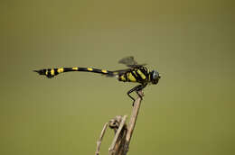 صورة Ictinogomphus rapax (Rambur 1842)