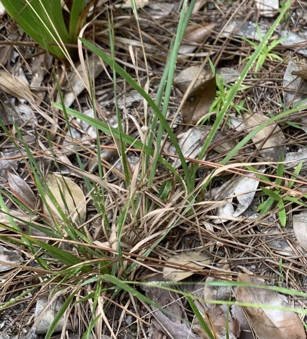 Plancia ëd Eragrostis refracta (Muhl.) Scribn.