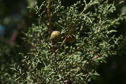 Image of Juniperus phoenicea subsp. turbinata (Guss.) Nyman