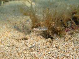 Image of Quagga Goby