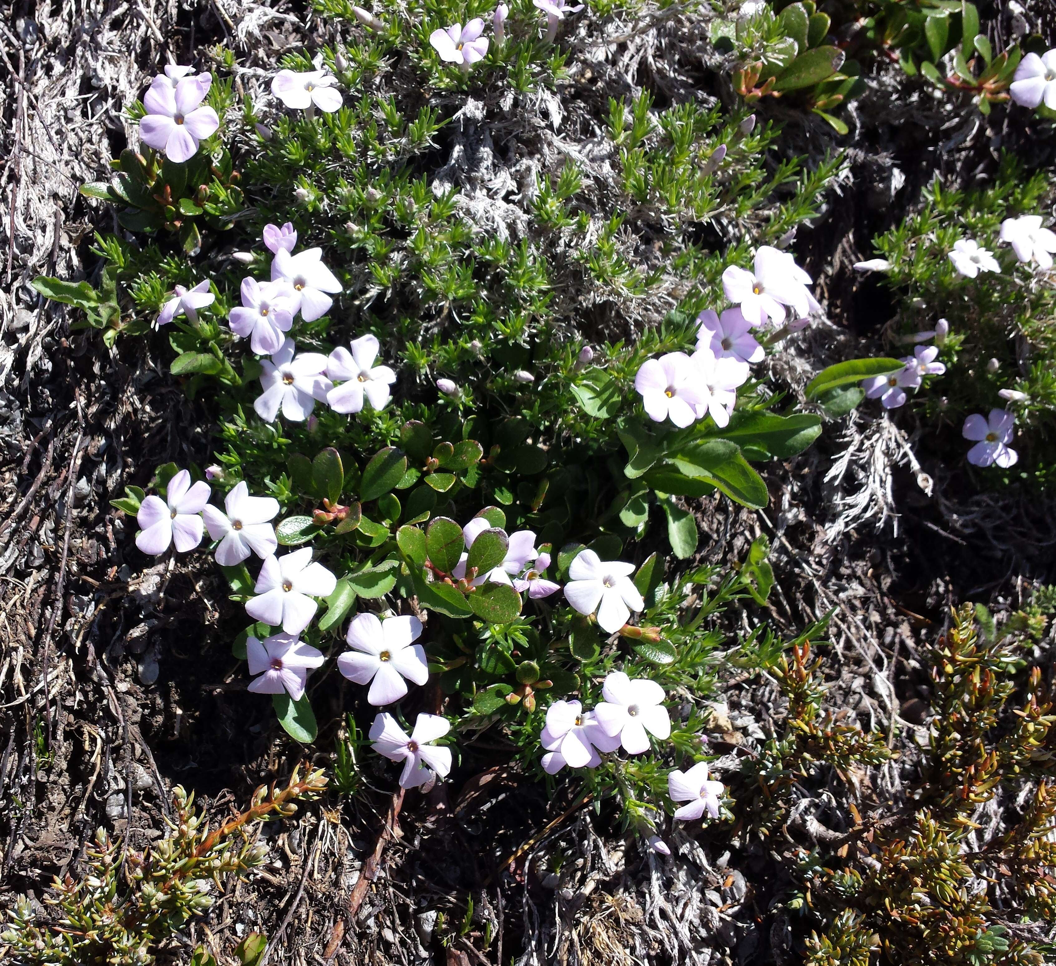 Imagem de Phlox diffusa Benth.