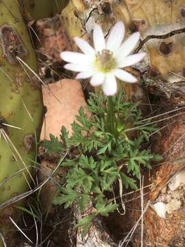 Anemone tuberosa Rydb.的圖片