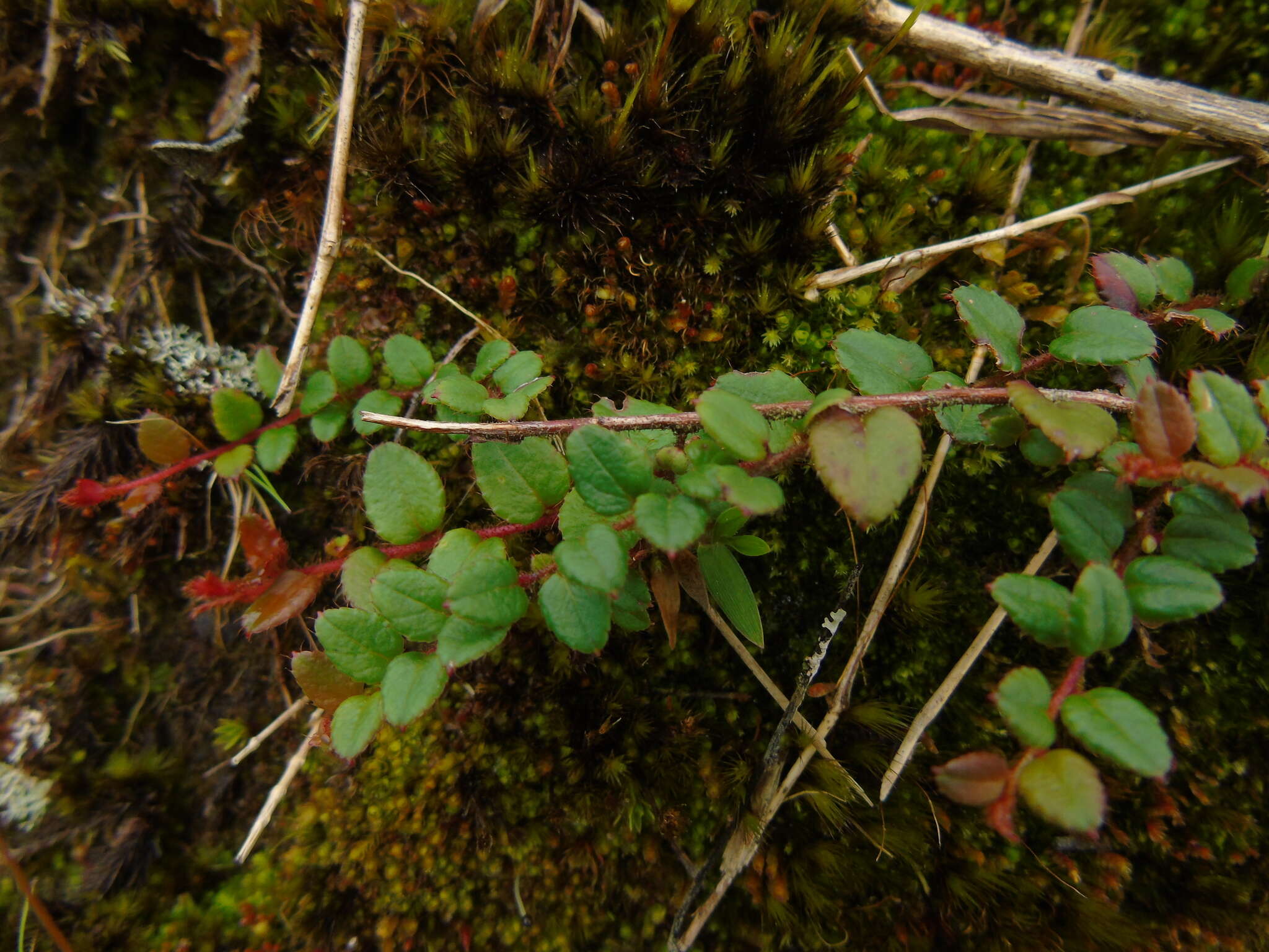 Image of Gaultheria nummularioides D. Don