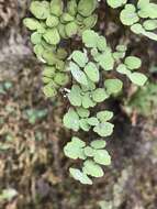 Image of hairy false cloak fern