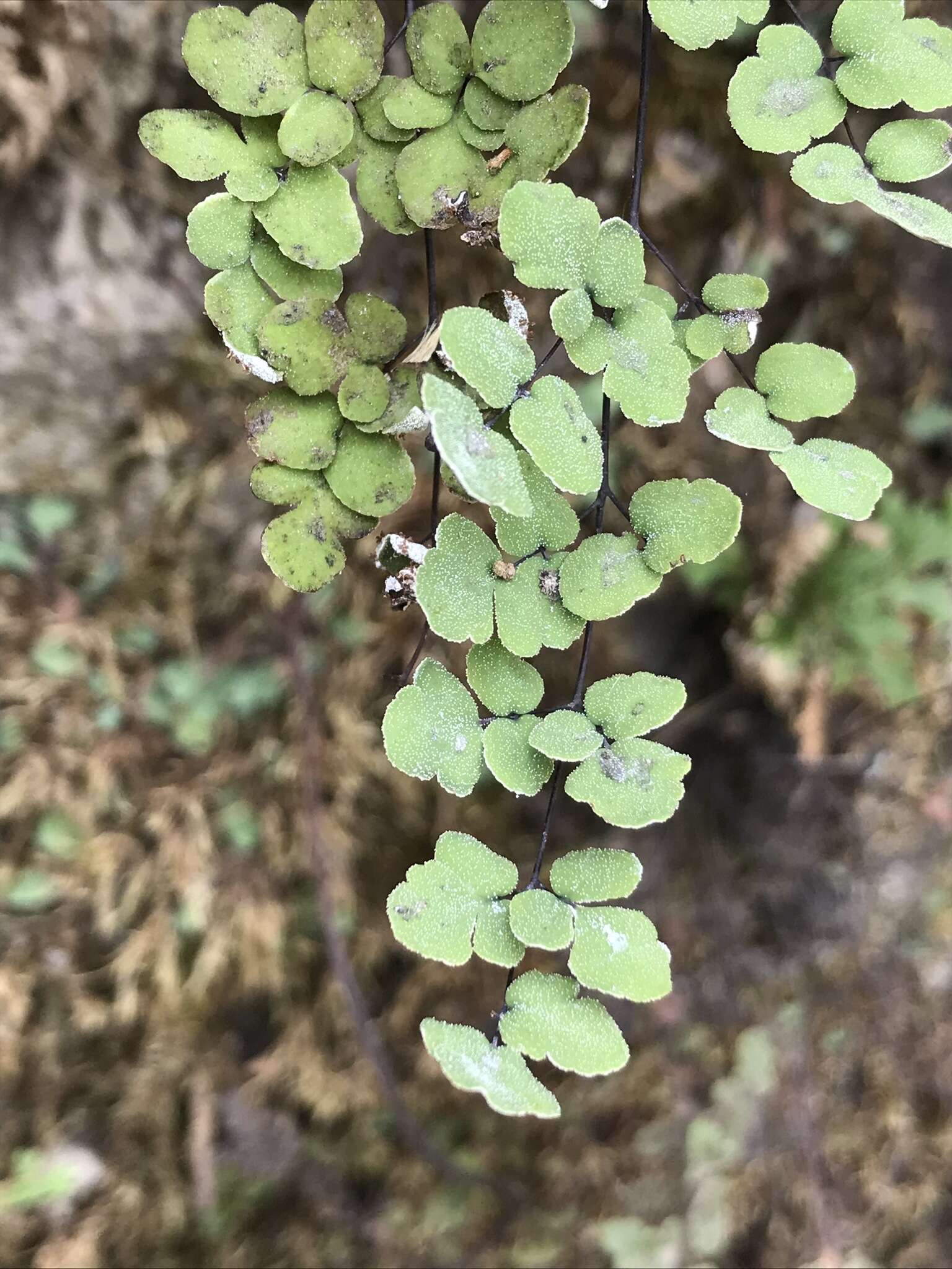 Image of hairy false cloak fern