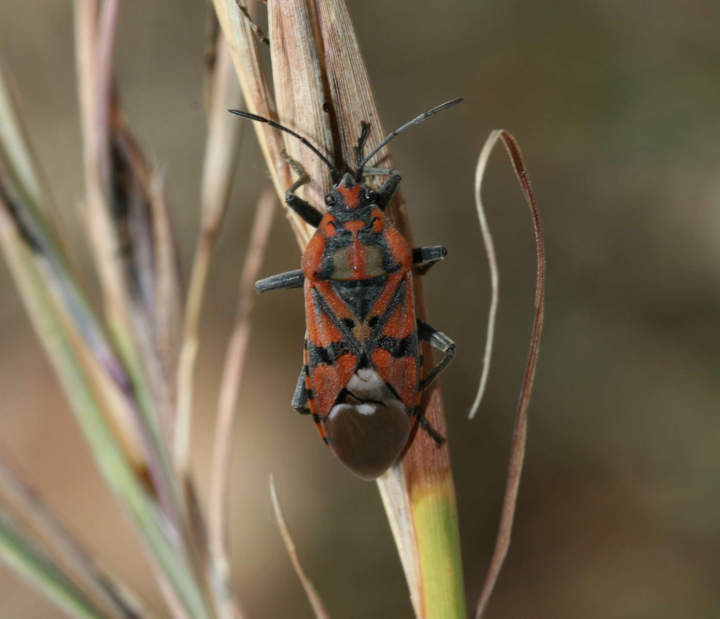 Image of Spilostethus pandurus Scopoli 1763