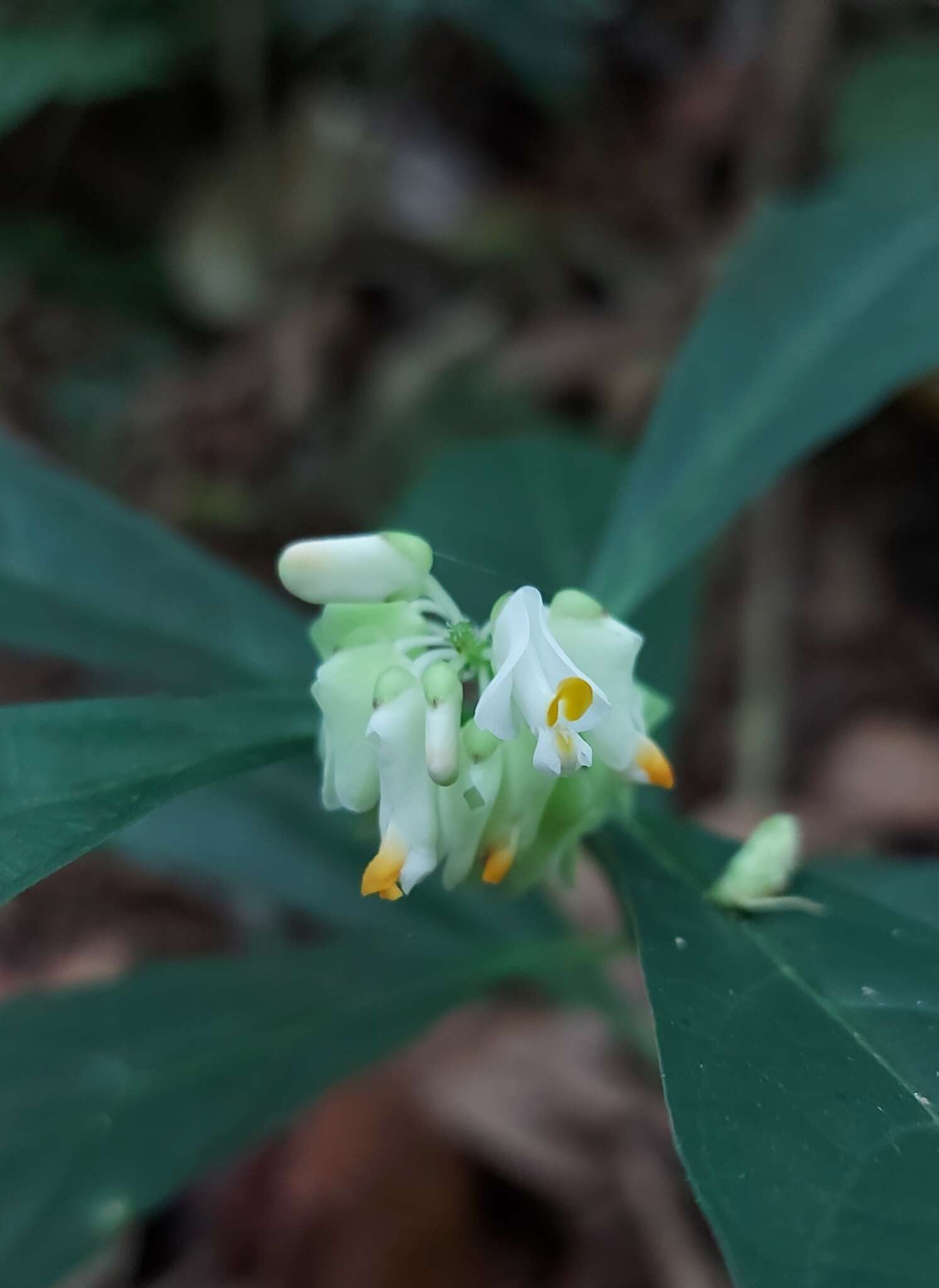 Caamembeca salicifolia (Poir.) J. F. B. Pastore的圖片